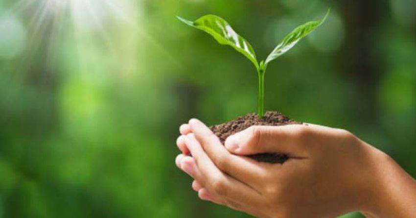 pousse dans une main